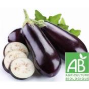 Aubergine violette bio