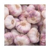 Ail violet